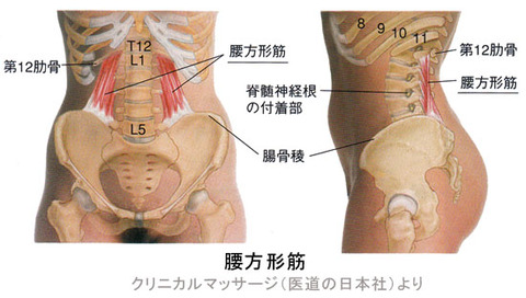 腰方形筋