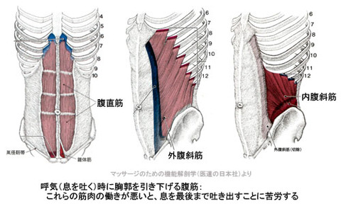 呼気に働く腹筋