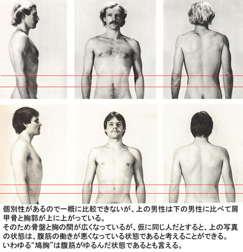 胸と骨盤の間隔比較