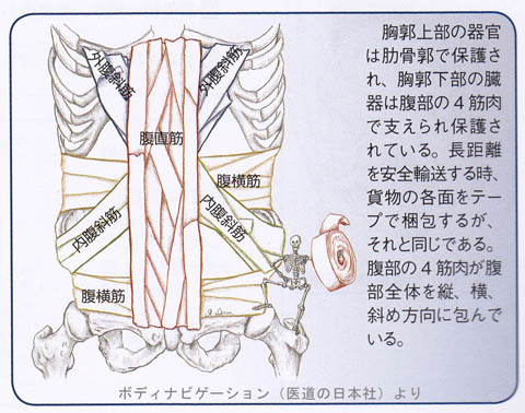 腹部の4つの筋