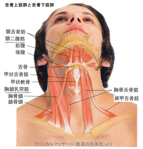 舌骨上筋群と舌骨下筋群