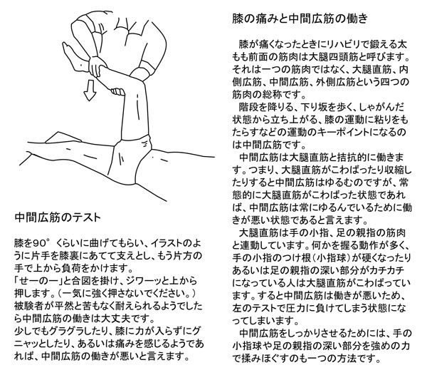 膝の痛みと中間広筋の働き