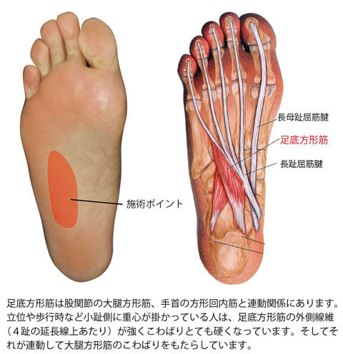足底方形筋