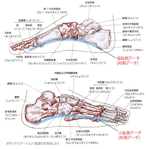 足のアーチ(内側・外側)