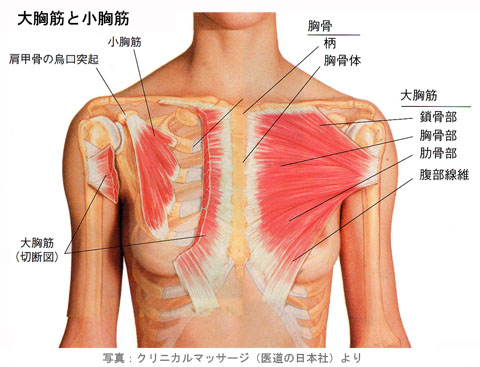 大胸筋と小胸筋