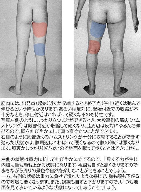 立位におけるハムストの比較