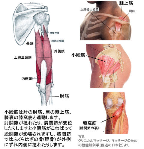 小殿筋と連動する肘筋・棘上筋・膝窩筋