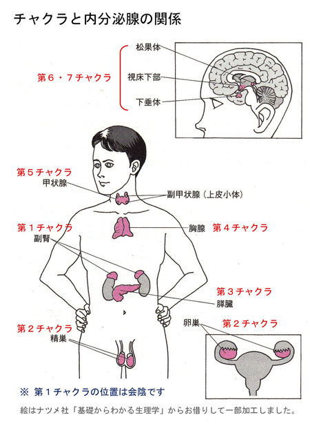 内分泌腺