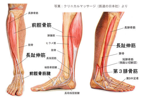 前脛骨筋と第3腓骨筋02