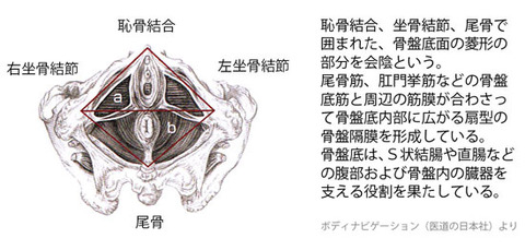 骨盤底