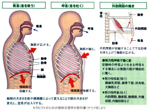 呼吸時における外肋間筋と横隔膜の動き