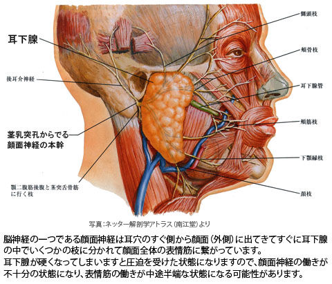 顔面神経