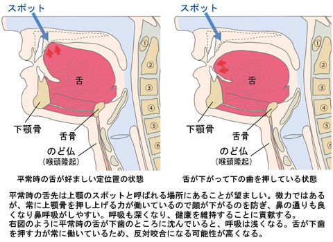 舌の位置