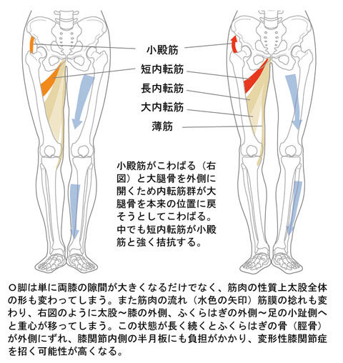 小殿筋と内転筋の関係