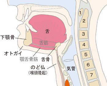 頸部側面