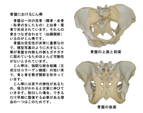 骨盤における靱帯