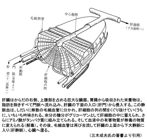 肝臓の働き