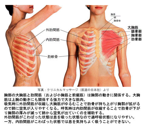 大胸筋と肋間筋