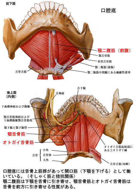 舌骨上筋_口腔底
