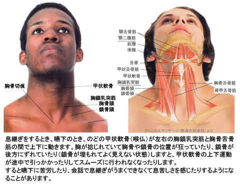 甲状軟骨と舌骨筋群
