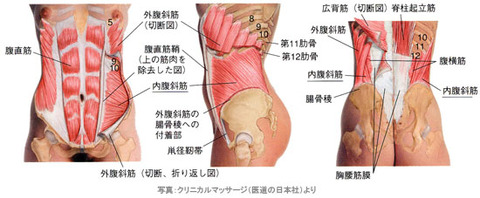 内腹斜筋01