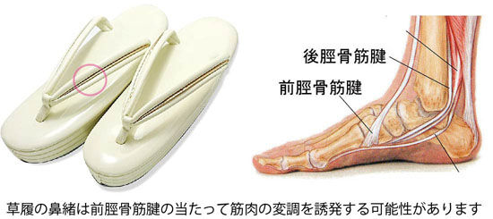 鼻緒と前脛骨筋腱