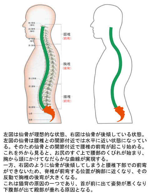 仙骨の角度と脊椎の状態