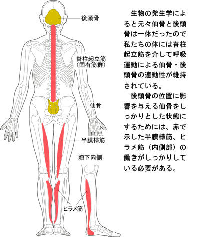 ヒラメ筋内側と仙骨・後頭骨