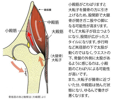 小殿筋の「こ」による中殿筋の「ゆ」