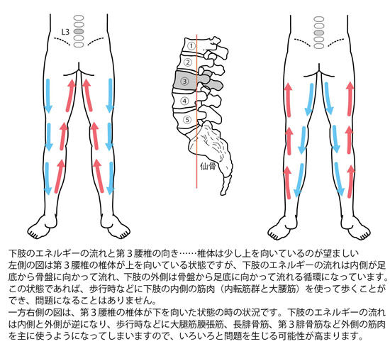 第３腰椎と下肢のエネルギーの流れ