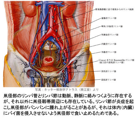 鼡径部のリンパ