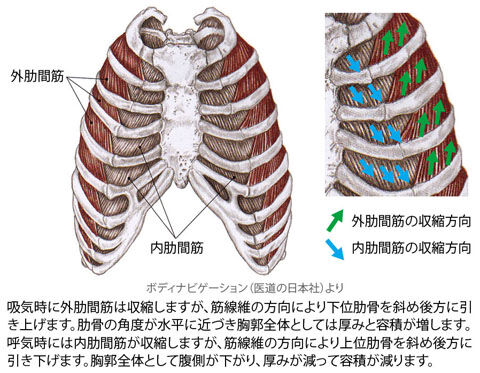 肋間筋02