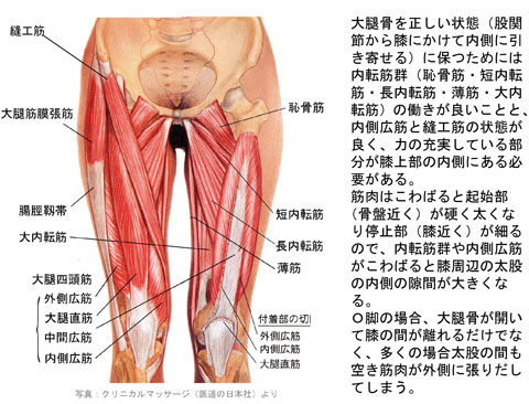 Ｏ脚と下肢の筋肉・骨格01