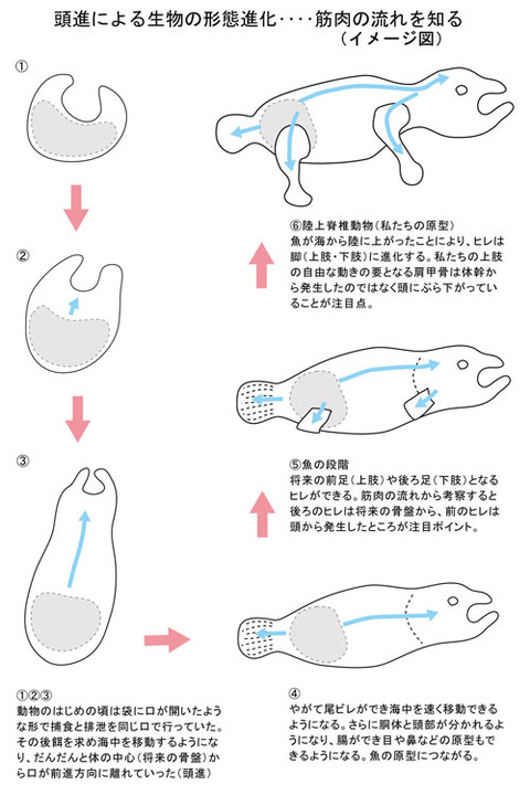 頭進