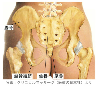 骨盤後面