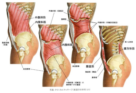 腹筋群_側面