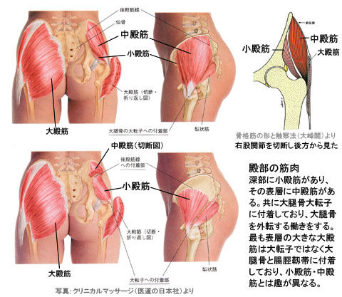 殿部の筋肉(小殿筋・中殿筋・大殿筋)