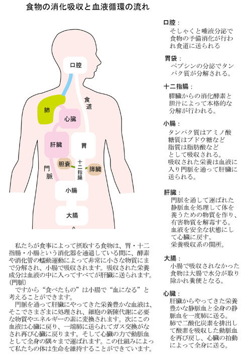 食物の消化吸収と血液循環の流れ