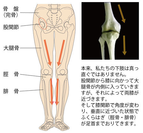 普通の下肢(O脚ではない)