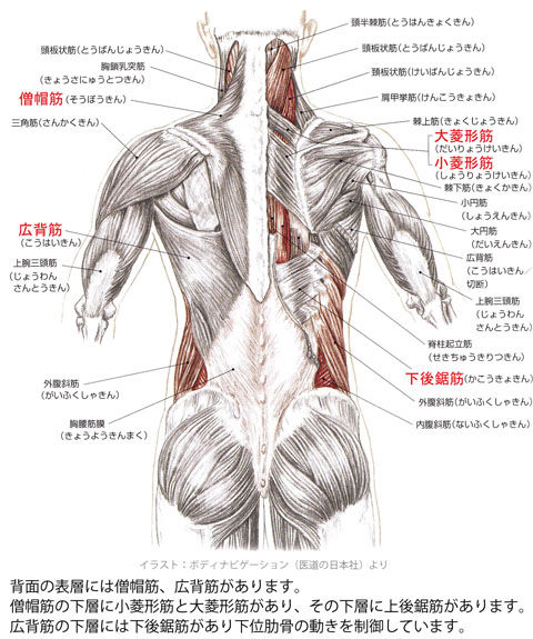 僧帽筋・広背筋・菱形筋・下後鋸筋