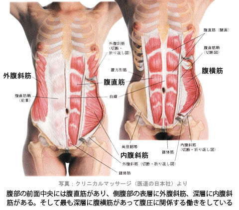 腹筋_前面