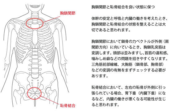 胸鎖関節において鎖骨が外側方へ歪む原因1