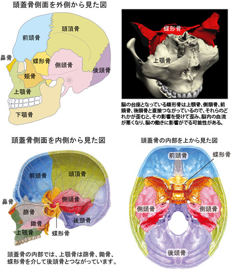 脳の働きと蝶形骨の歪み