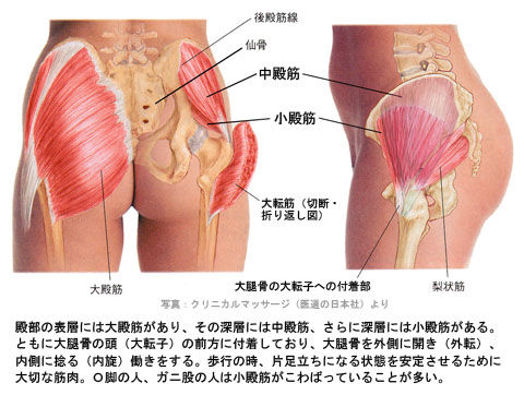中殿筋と小殿筋