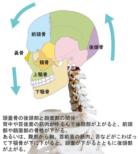 頭蓋骨の後頭部と顔面部の関係