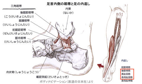 足首内側の靱帯
