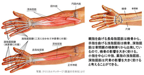 前腕の骨と屈筋