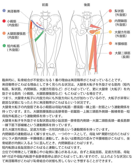 鼡径靱帯のこわばりによる恥骨結合の歪みに関係する筋肉