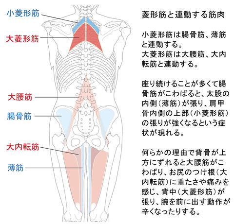 大菱形筋と大内転筋と大腰筋