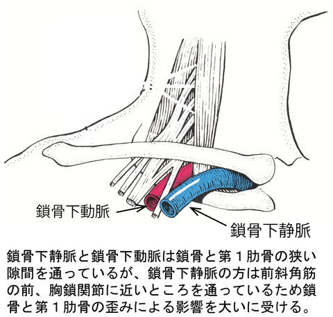 鎖骨下静脈の通り道
